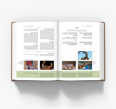 המשנה המבוארת - סט שלם הרב עדין שטיינזלץ 13 כרכים - Mishna Mevueret Set Rav Adin Shtainzalz 13 volumes