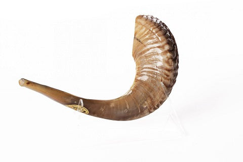 שופר איל בהיר טבעי קלאסי - Shofar natural bright lamb
