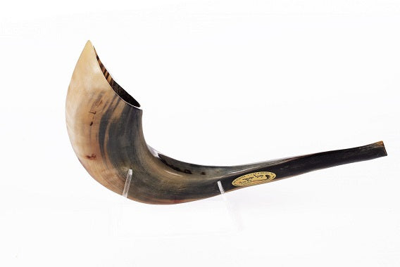 שופר איל סגנון מרוקאי - Moroccan style ram shofar