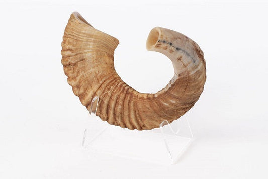 Bright Babylonian SHOFAR - Traditional Jewish Musical Instrument