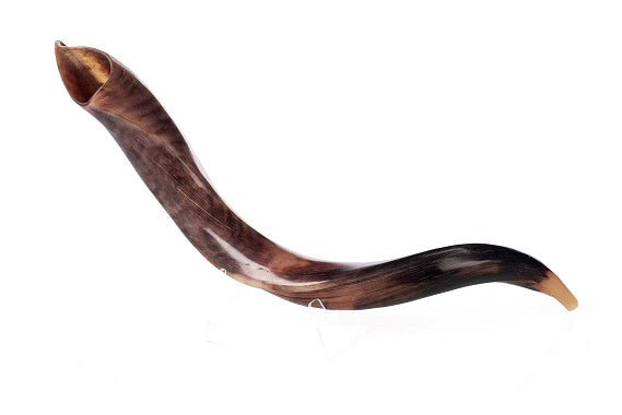  - The Shofar kudu mouthpiece and in terms of its size and beauty and in addition the strong sound with both high and low waves that emanate from it is made from a large and impressive kudu antelope horn. שופרות בסגנונות שונות עם מבצעים ומשלוח מהיר