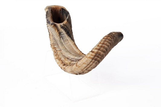 שופר איל תימני - Yemeni ram's shofar